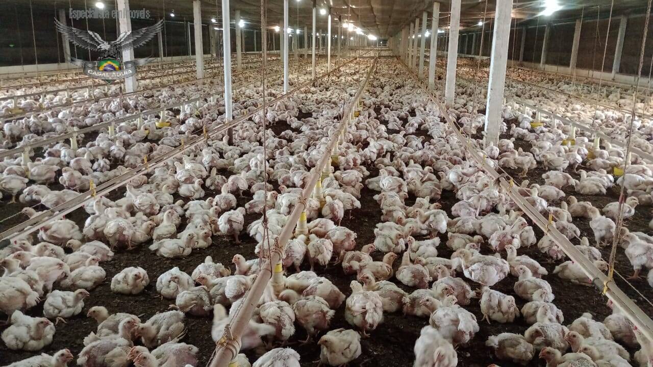 Fazenda à venda com 2 quartos, 825000m² - Foto 1