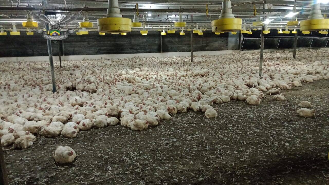 Fazenda à venda com 2 quartos, 825000m² - Foto 7